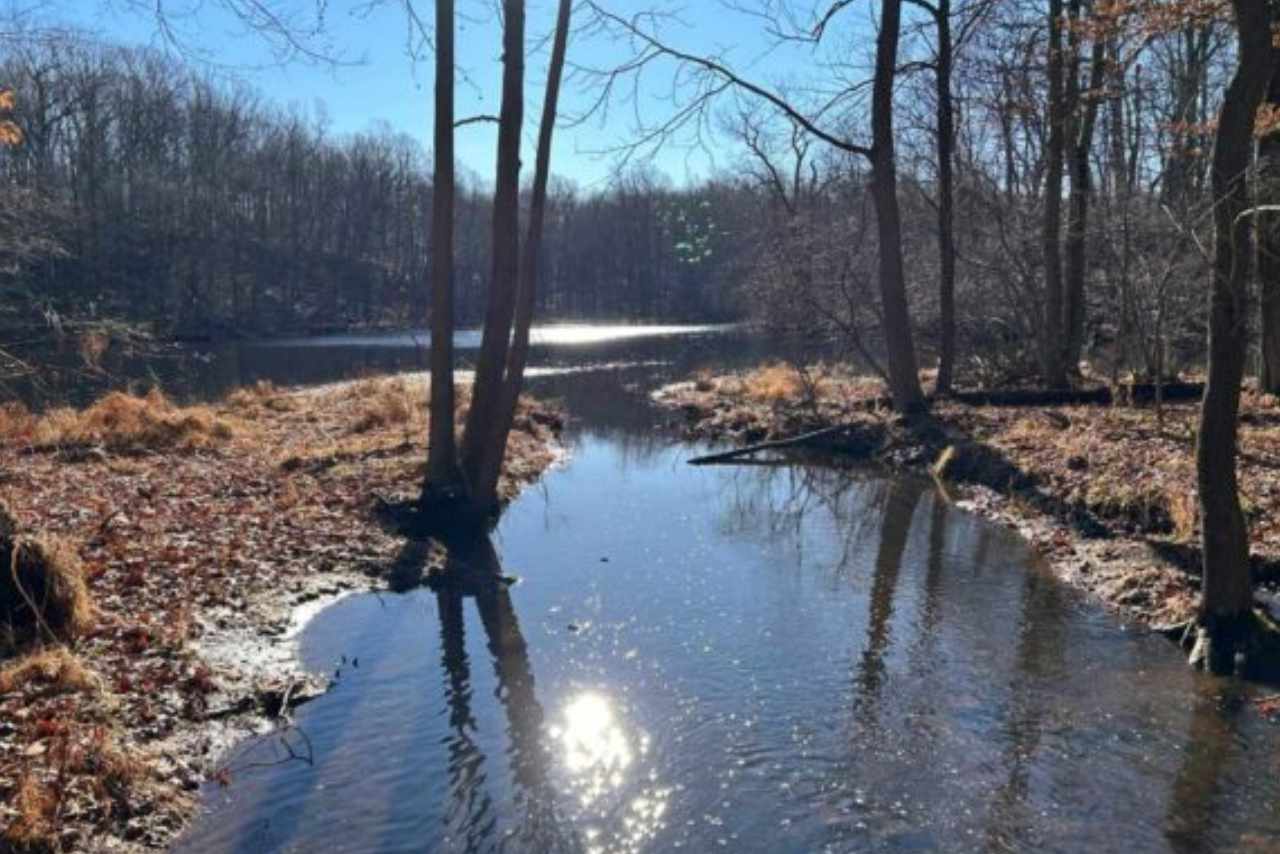 Wildlife setting