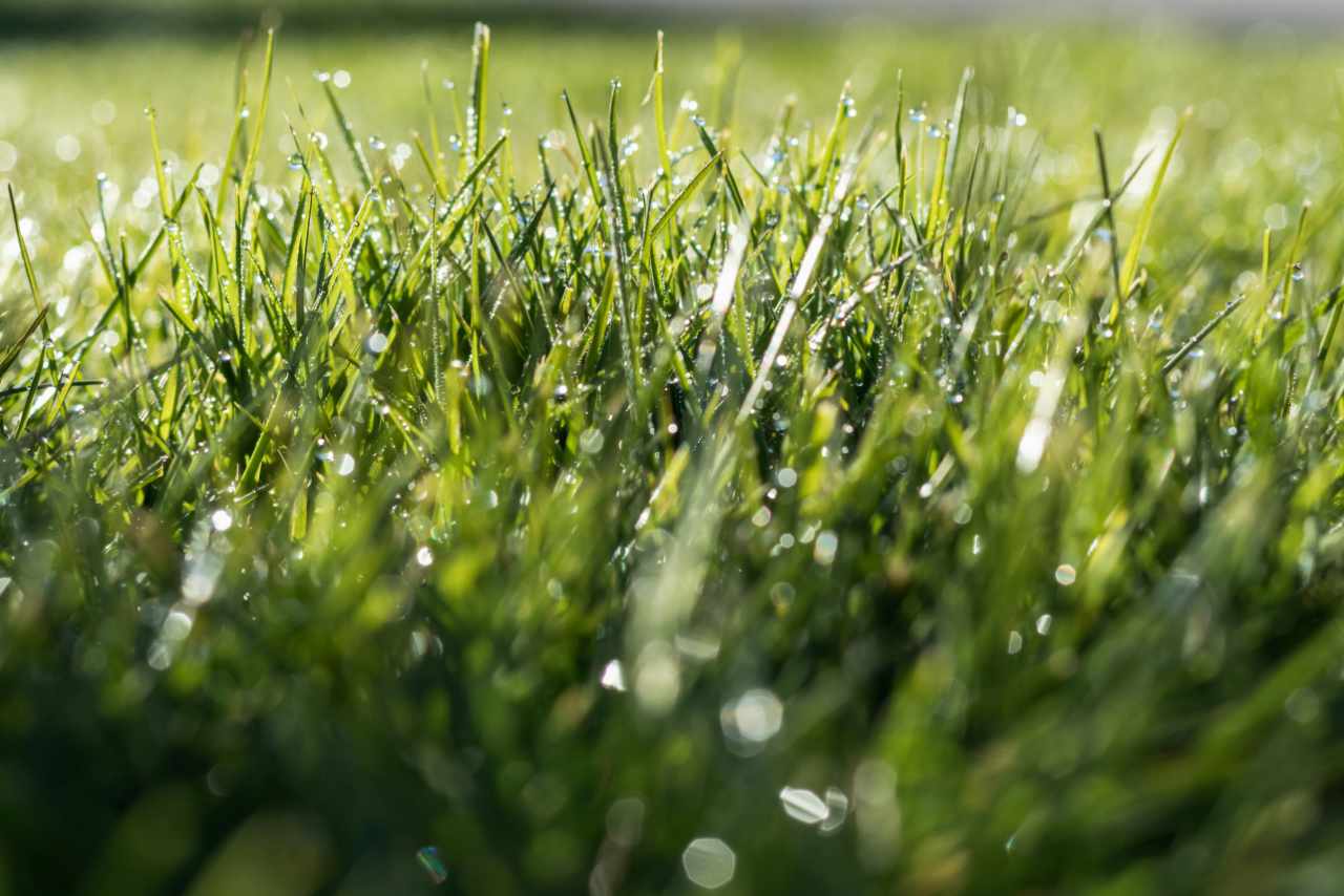 British Homes Could Soon Be Powered By Grass Cuttings